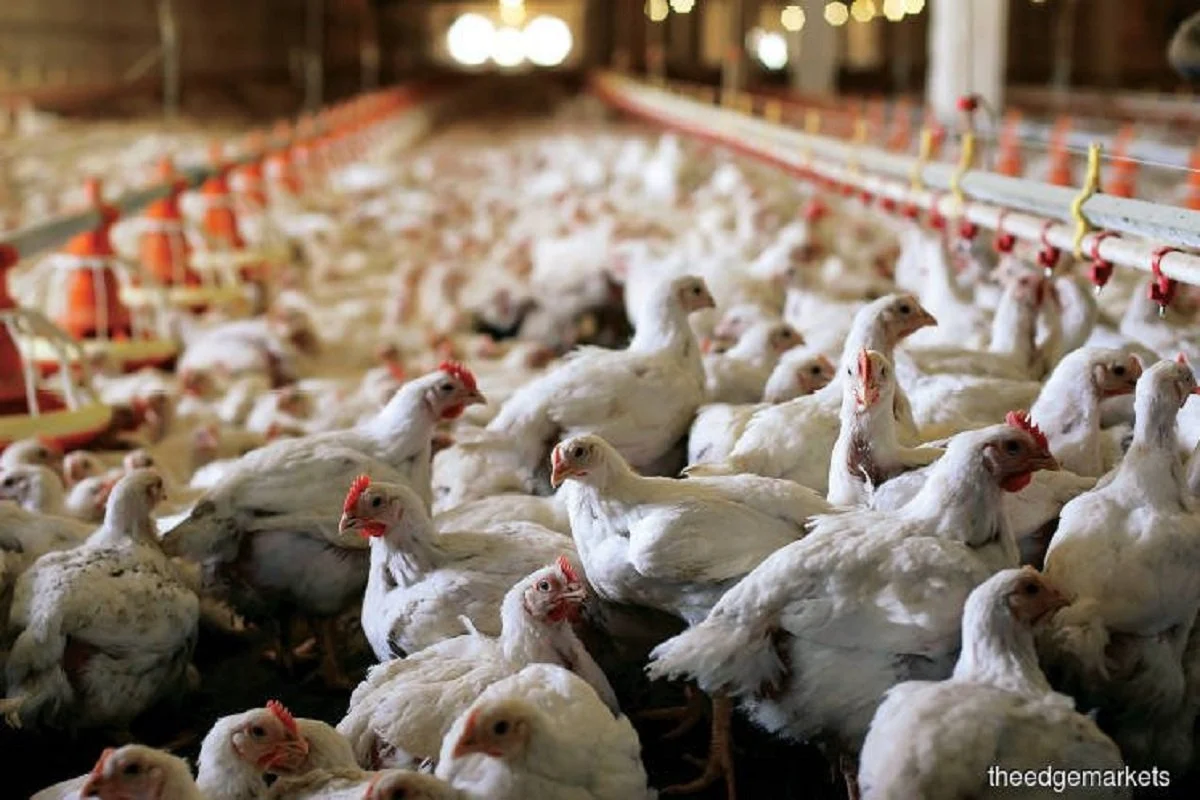 Food Protectionism Spreads With Malaysia Poultry Export Ban | MayCham ...